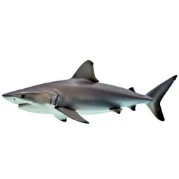 Whitetip shark