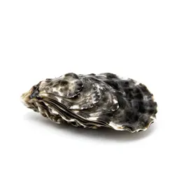 Window oyster
