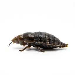 Zebra mussel