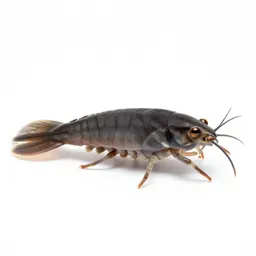 Amphipod