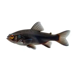 Anomalops
