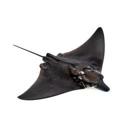 Eagle ray