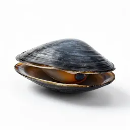 Edible cockle
