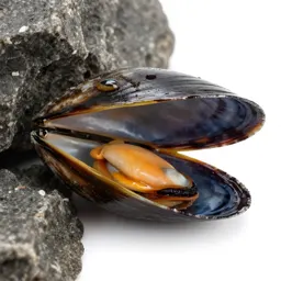 Edible mussel