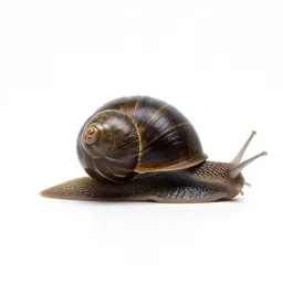 Edible snail