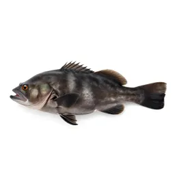 Elasmobranch