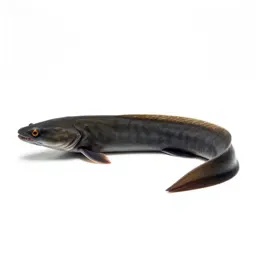 Electric eel
