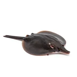 Electric ray