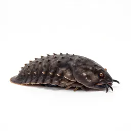 Isopod
