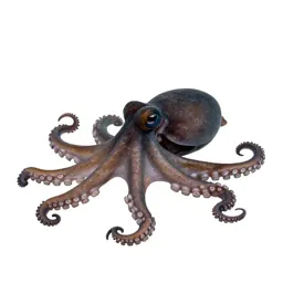 Octopus