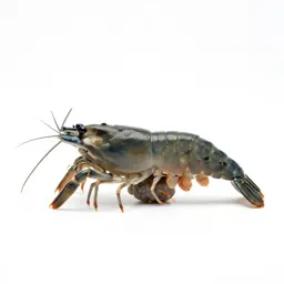 Opossum shrimp