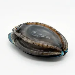 Ormer
