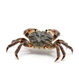 Oyster crab