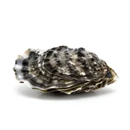 Oyster
