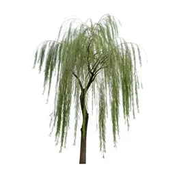 Willow