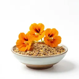 Nasturtium