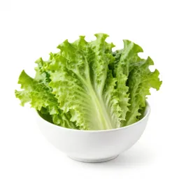 Butterhead lettuce
