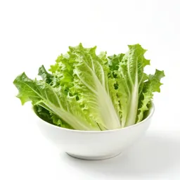 Chicory escarole