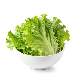 Leaf lettuce