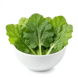 Sorrel