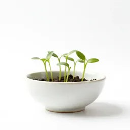 Sprout