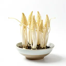 Oyster plant