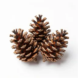 Big-cone spruce