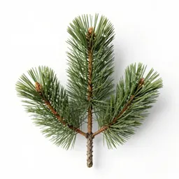 Black pine