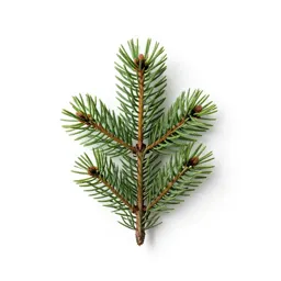 Black spruce