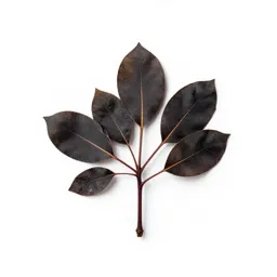 Black wattle
