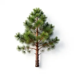 Brown pine