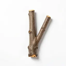 Cassia