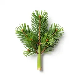 Celery pine