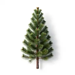 Celery top pine