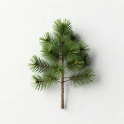 Common sickle pine