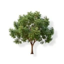 Common yellowwood
