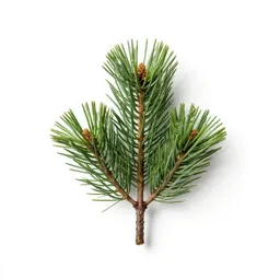 Dundathu pine