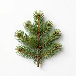 Fir