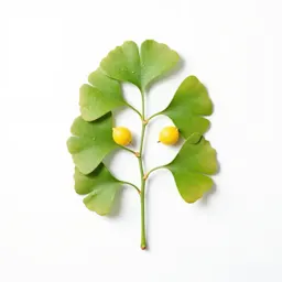 Ginkgo