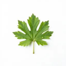 Gnetum
