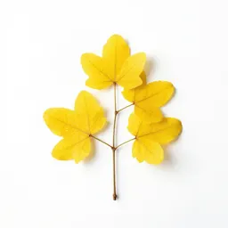 Gymnospermous yellowwood