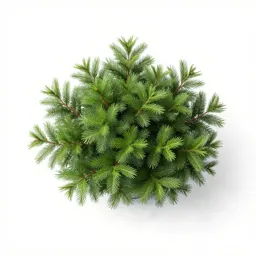 Hiba arborvitae