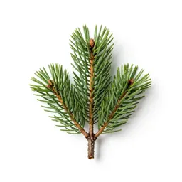 Huon pine