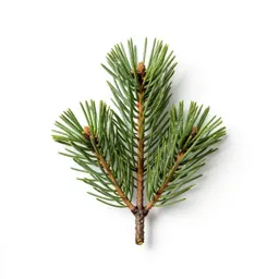 Jack pine