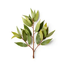 Kahikatea