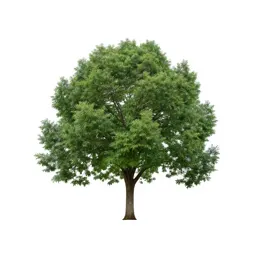 Katsura tree