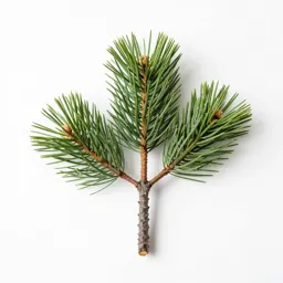 Kauri pine