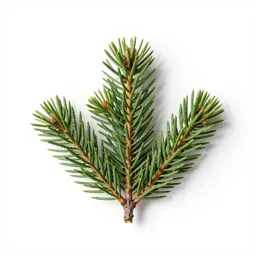 Keteleeria