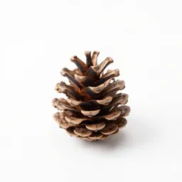 Knobcone pine