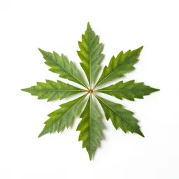 Lancewood